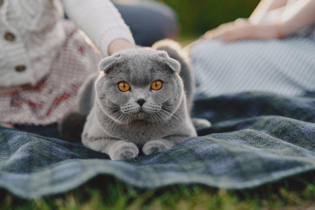 Scottish Fold Cat - elysianpet