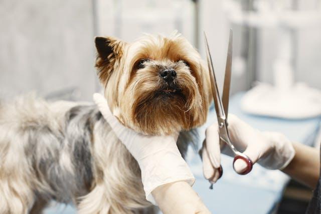 Choosing Between a Yorkie and a Westie - elysianpet