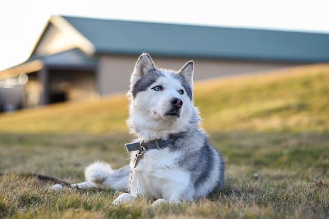 Husky - elysianpet