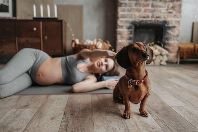 Dachshund - elysianpet