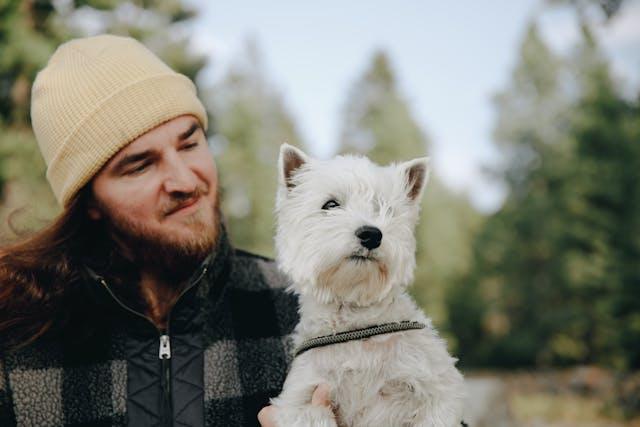 West Highland White Terrier - elysianpet