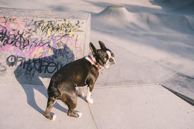Boston Terrier resting peacefully beside a handcrafted memorial urn on a wooden table