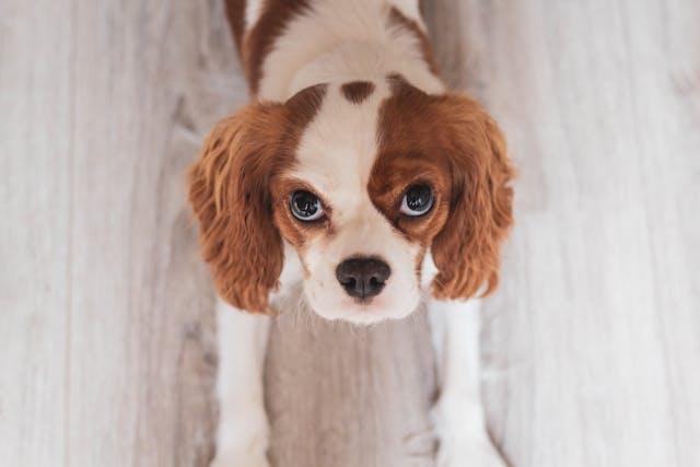 Cavalier King Charles Spaniel - elysianpet