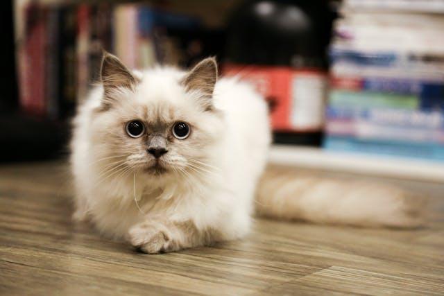 Birman - elysianpet