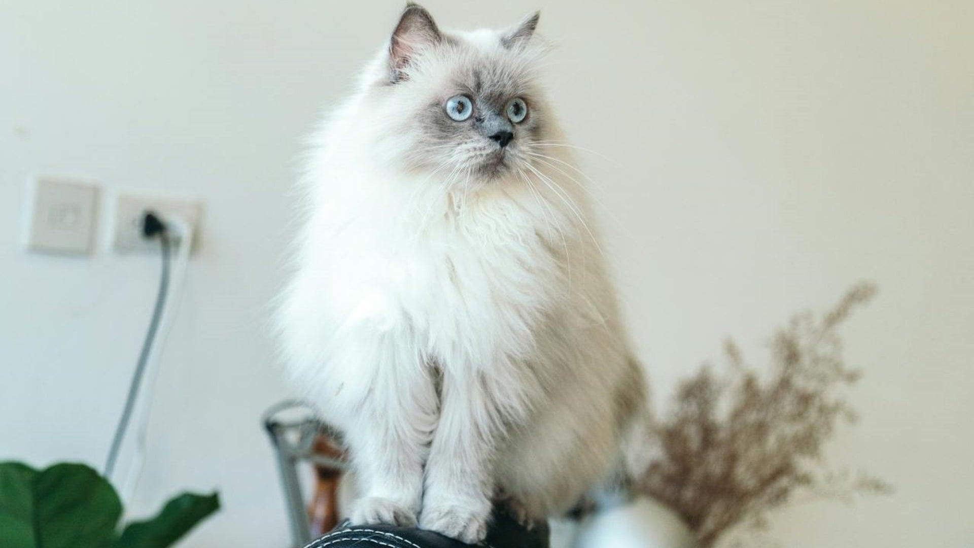 ragdoll cat calm indoor home environment