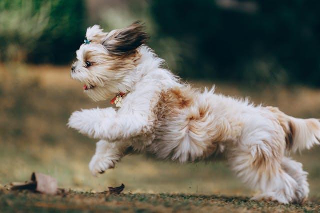 Shih Tzu dog with luxurious flowing coat and expressive face