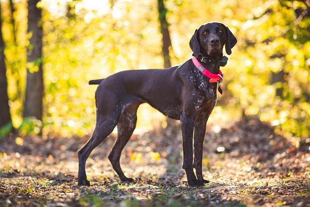 Pointer dog standing alert in a green field