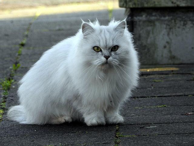 British Longhair cat sitting near ceramic urn