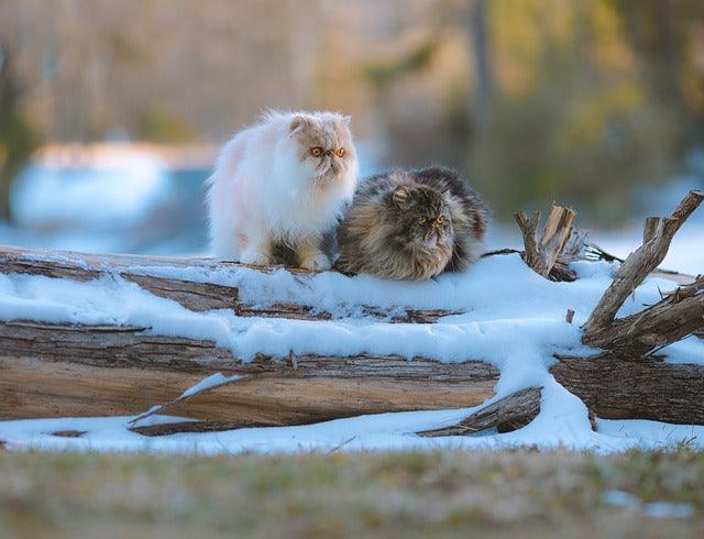 Persian cat - elysianpet