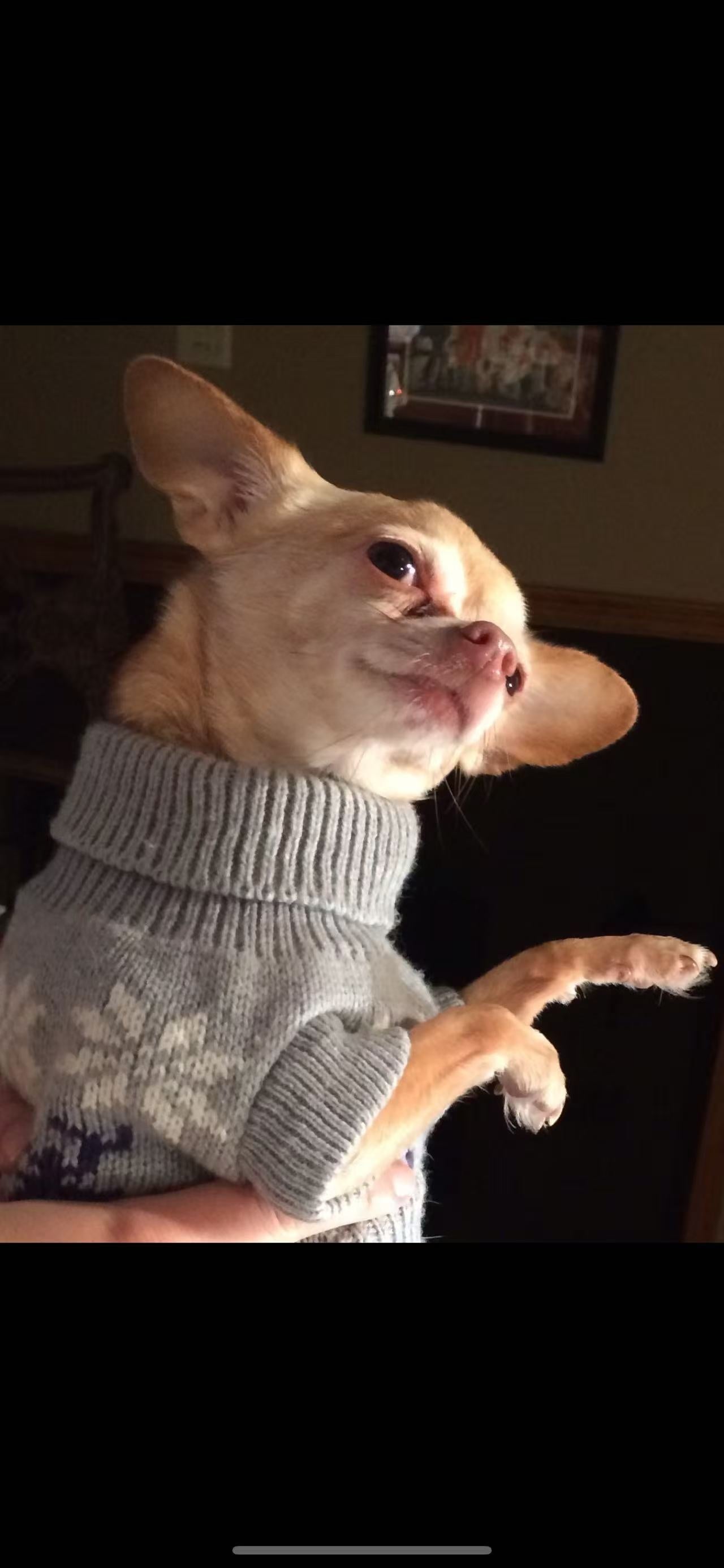 A small Chihuahua