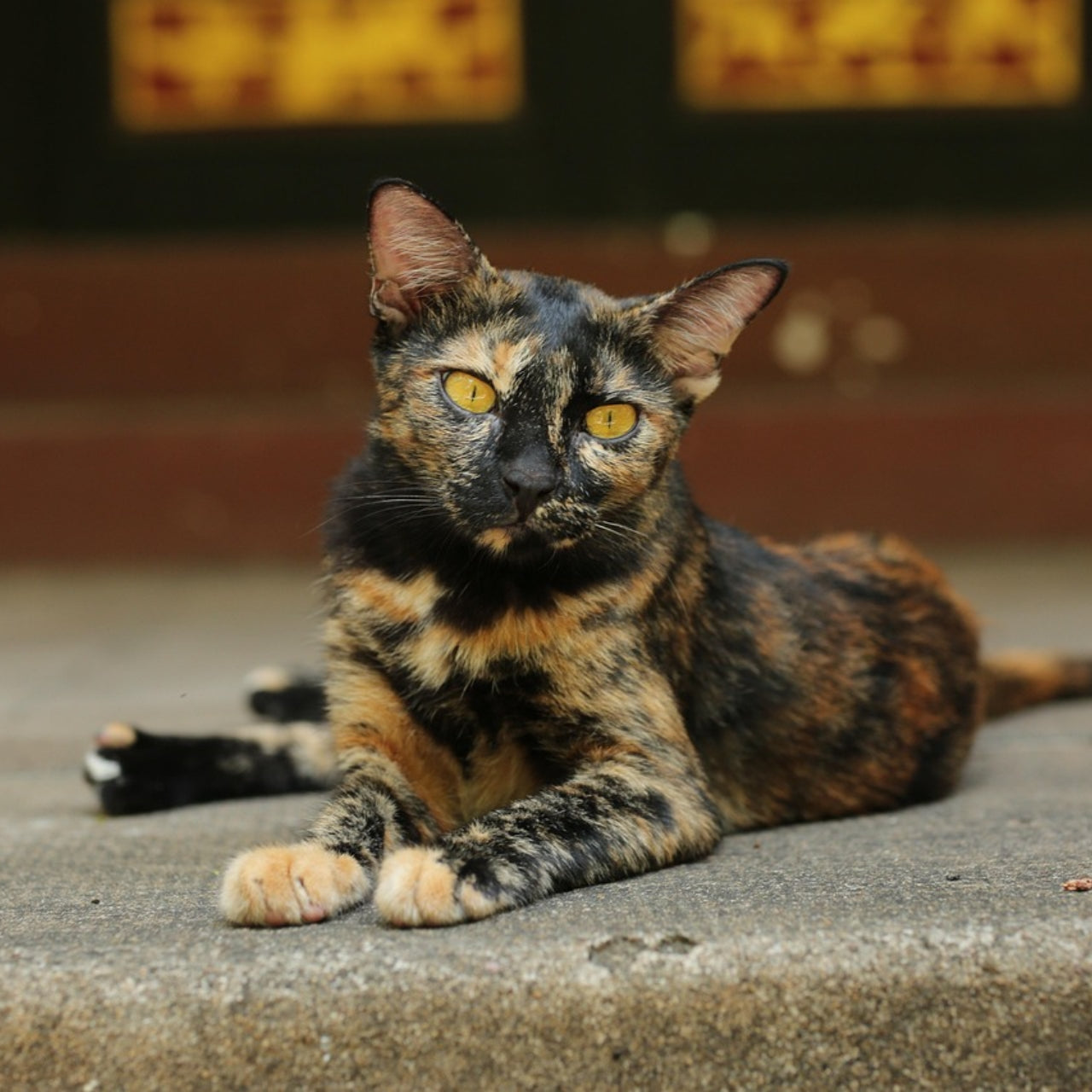 Pet keepsake urn sale high-quality